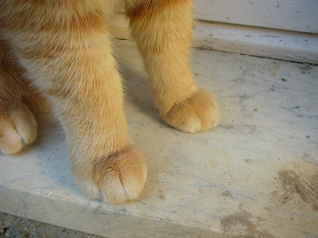 cat-paws