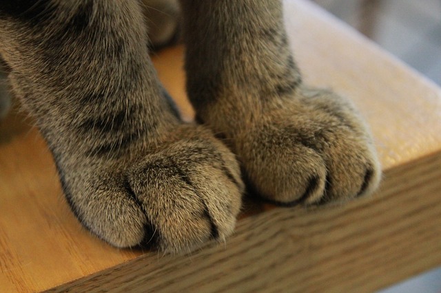 paws-340071_640